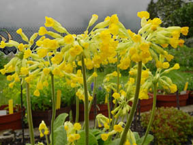 Primula veris